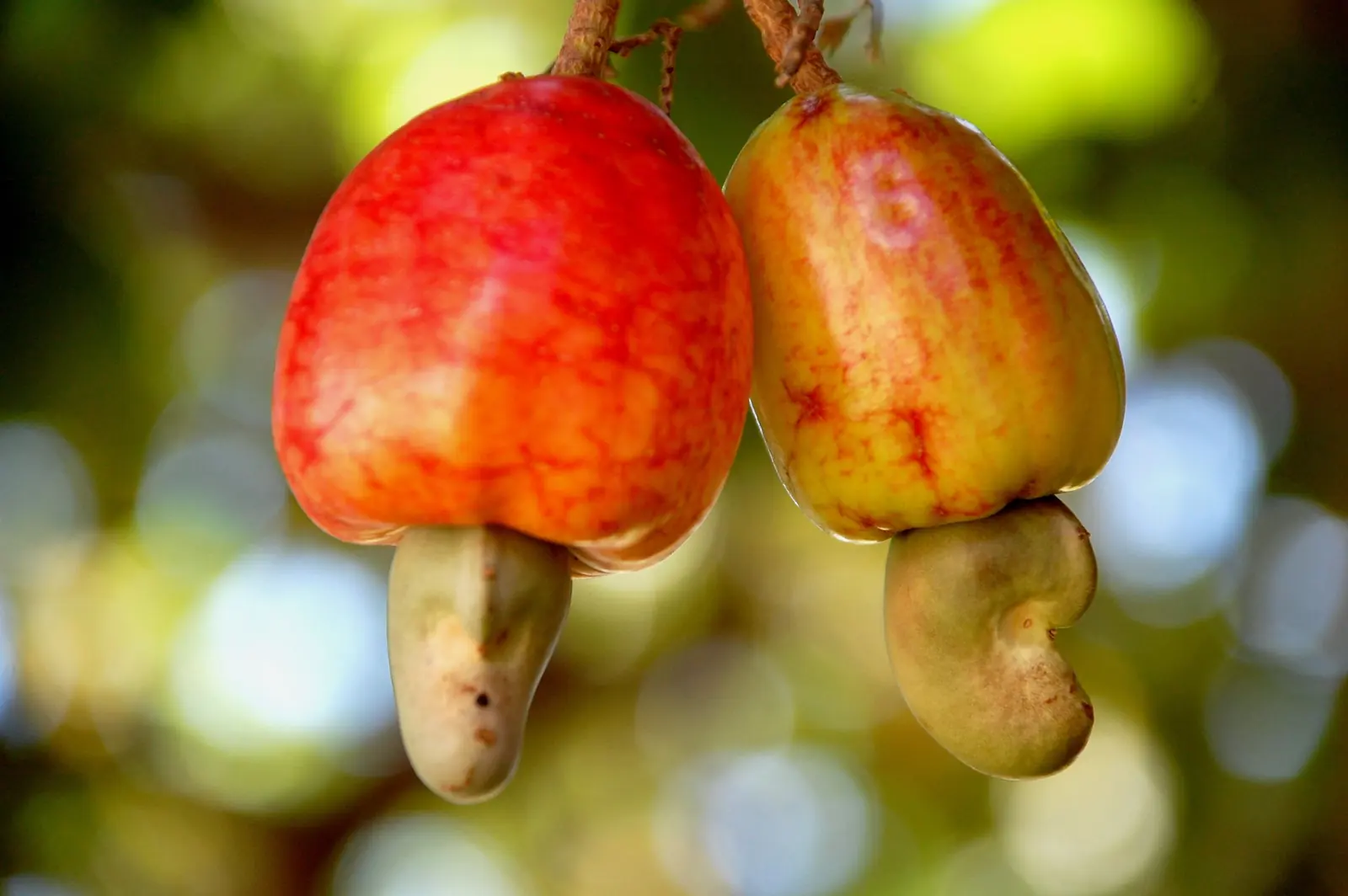 Trái điều chín cùng hạt