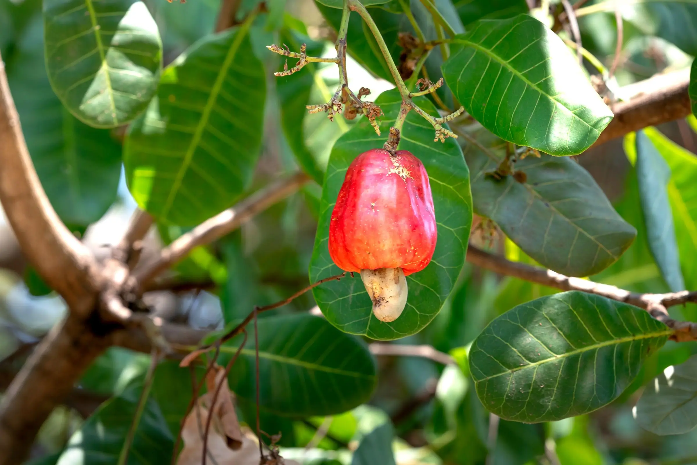 Trái điều chín đỏ trên cây