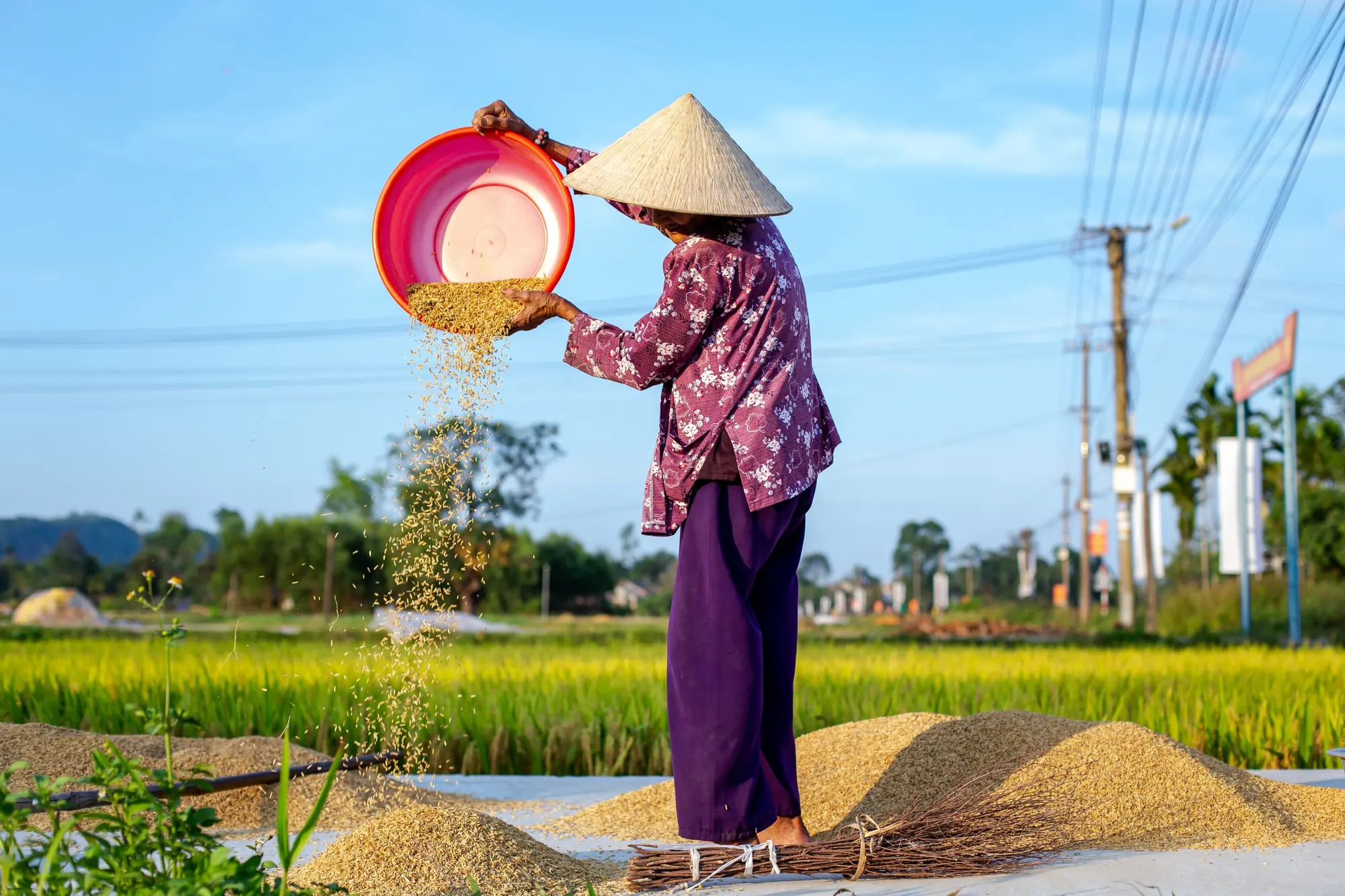Nông dân Việt Nam đội nón lá sàng nông sản dưới nắng